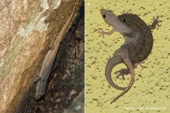 Hemidactylus frenatus