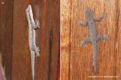 Hemidactylus platyurus