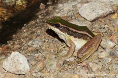 Hylarana erythraea