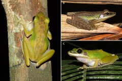 Hylarana labialis