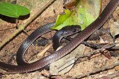 Lepturophis albofuscus