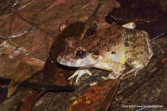 Limnonectes blythii