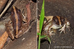 Limnonectes blythii