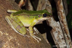 Odorrana hosii