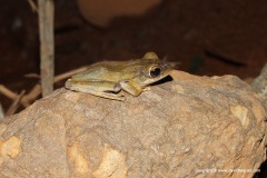 Polypedates leucomystax