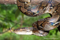 Python reticulatus