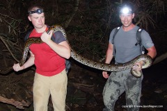 Python reticulatus