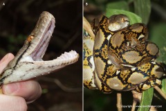 Python reticulatus