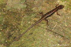 Sphenomorphus scotophilus