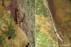 Sphenomorphus scotophilus