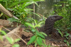 Varanus nebulosus