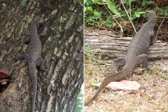 Varanus nebulosus