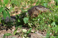 Varanus salvator