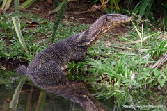 Varanus salvator