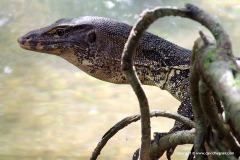 Varanus salvator