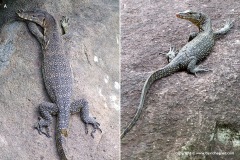 Varanus salvator