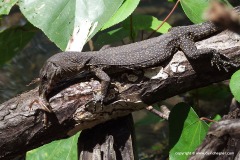 Varanus salvator