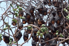 Pteropodidae sp.