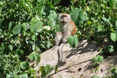 Macaca fascicularis