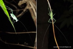 Ensifera sp.