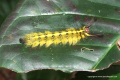 Lepidoptera sp.