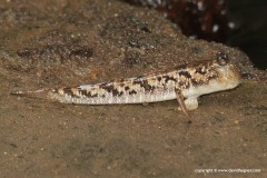 Oxudercinae sp.