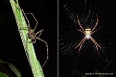 Sparassidae sp. / Araneidae sp.