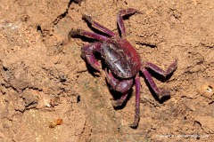 Brachyura sp.