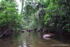 Jungle walk