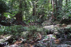 In the jungle