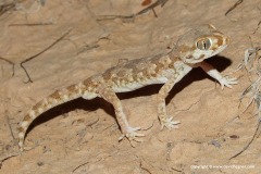 Stenodactylus mauritanicus
