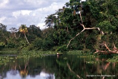 Orinoco delta