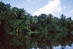 Orinoco delta