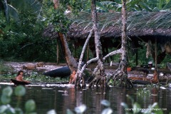 Orinoco delta