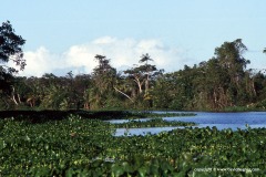 Orinoco delta