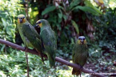 Amazona amazonica