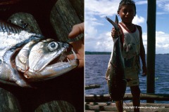 Orinoco delta