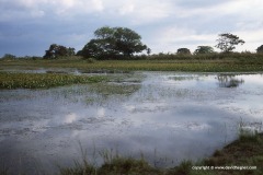 Los llanos