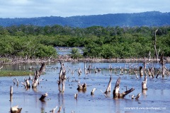 Morrocoy