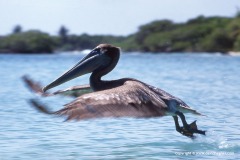 Pelecanus occidentalis