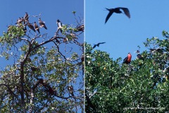 Fregata magnificens