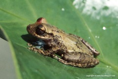 Flectonotus pygmaeus