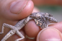 Anolis tigrinus