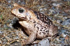 Rhinella marina