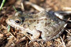 Leptodactylus fuscus