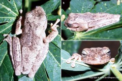 Hypsiboas crepitans