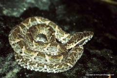 Bothrops venezuelensis