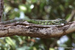 Iguana iguana