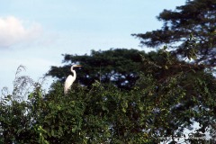 Ardea alba egretta