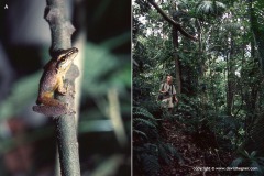 Pristimantis terraebolivaris